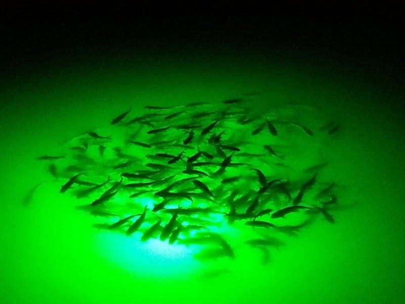 Green Monster, Green Monster Fishing Submersible Light